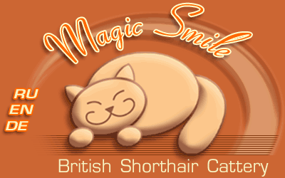Magic Smile Cattery. Британские короткошерстные кошки