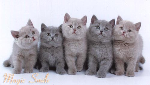 Click for More photos of kittens