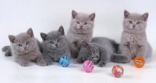 Click for More photos of kittens